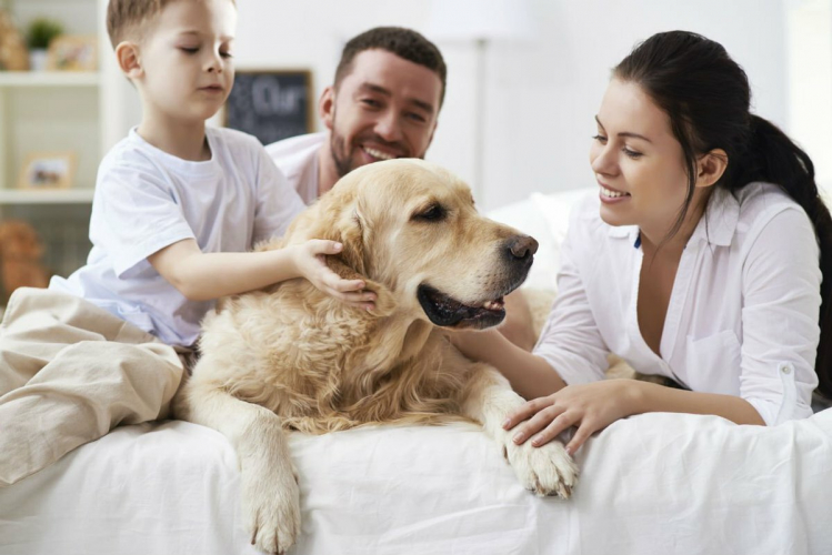 Как сделать собаку счастливой? Кот и Пес, онлайн зоомагазин и ветаптека