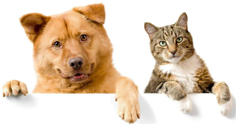 Когда начинать профилактику домашних животных от блох и клещей? Кот и Пес, онлайн зоомагазин и ветаптека