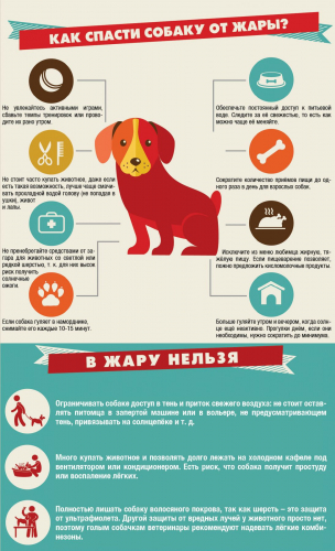 Важные правила, как гулять с собакой в жару! Кот и Пес, онлайн зоомагазин и ветаптека