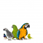 Птицы Кот и Пес, онлайн зоомагазин и ветаптека