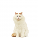 Для кошек Кот и Пес, онлайн зоомагазин и ветаптека