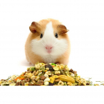 Корм для морских свинок Кот и Пес, онлайн зоомагазин и ветаптека