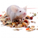 Корм для крыс и мышей Кот и Пес, онлайн зоомагазин и ветаптека
